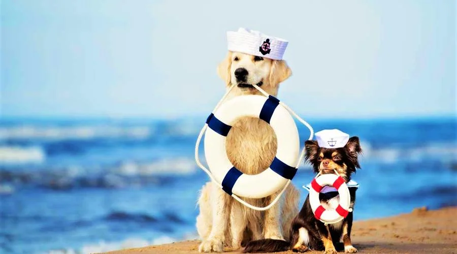 Bau Bau Beach: Um paraíso canino à beira-mar na Itália