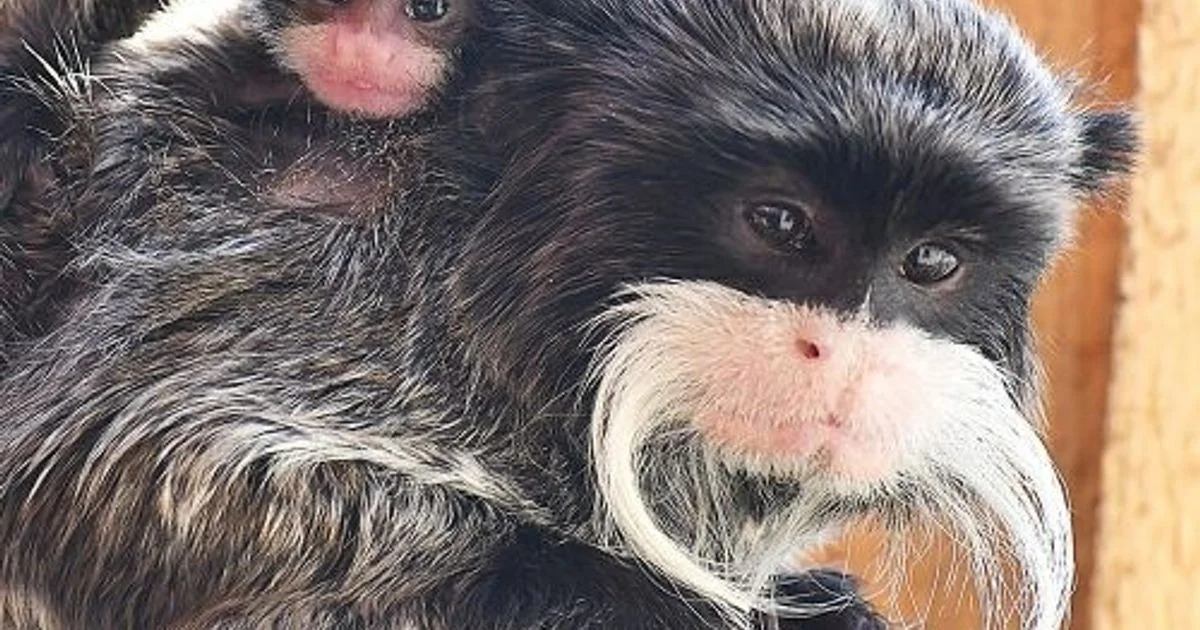 Gêmeos de tamarino imperador nascem no Bioparco de Roma; pai assume papel essencial