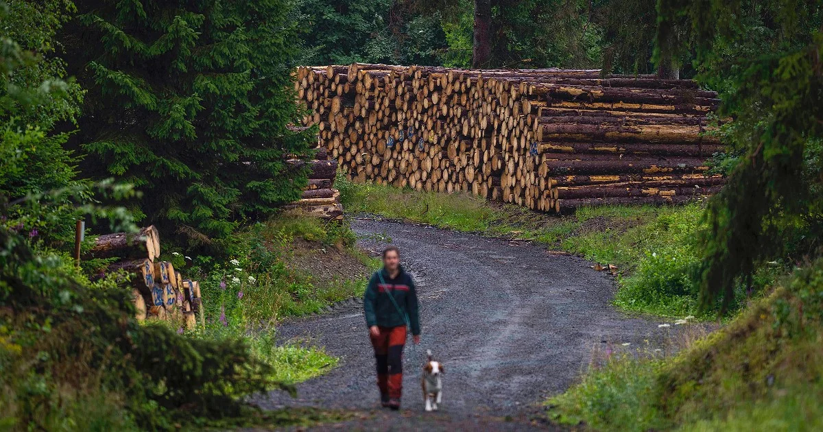 Alerta TUM: as florestas europeias podem desaparecer como as conhecemos diante do aquecimento — e Berlim aposta em caldeiras fósseis