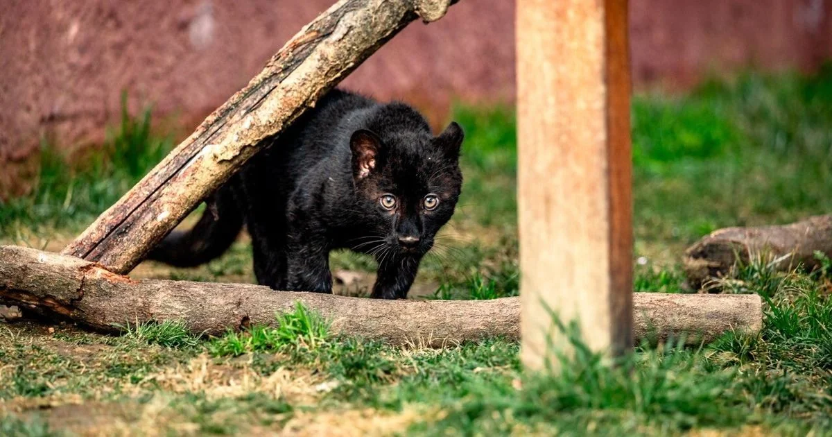 Luna: filhote de leopardo melanico nasce e se integra no Safari Park di Pombia