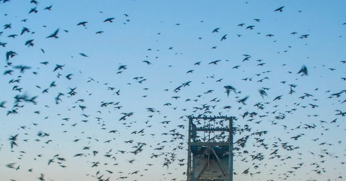 Como a onda de frio de 2021 dizimou as andorinhas‑púrpura no Texas e altera a recuperação da espécie