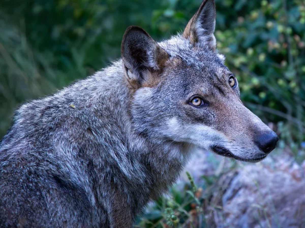 Senado aprova declassamento do lobo: agora falta apenas o decreto final