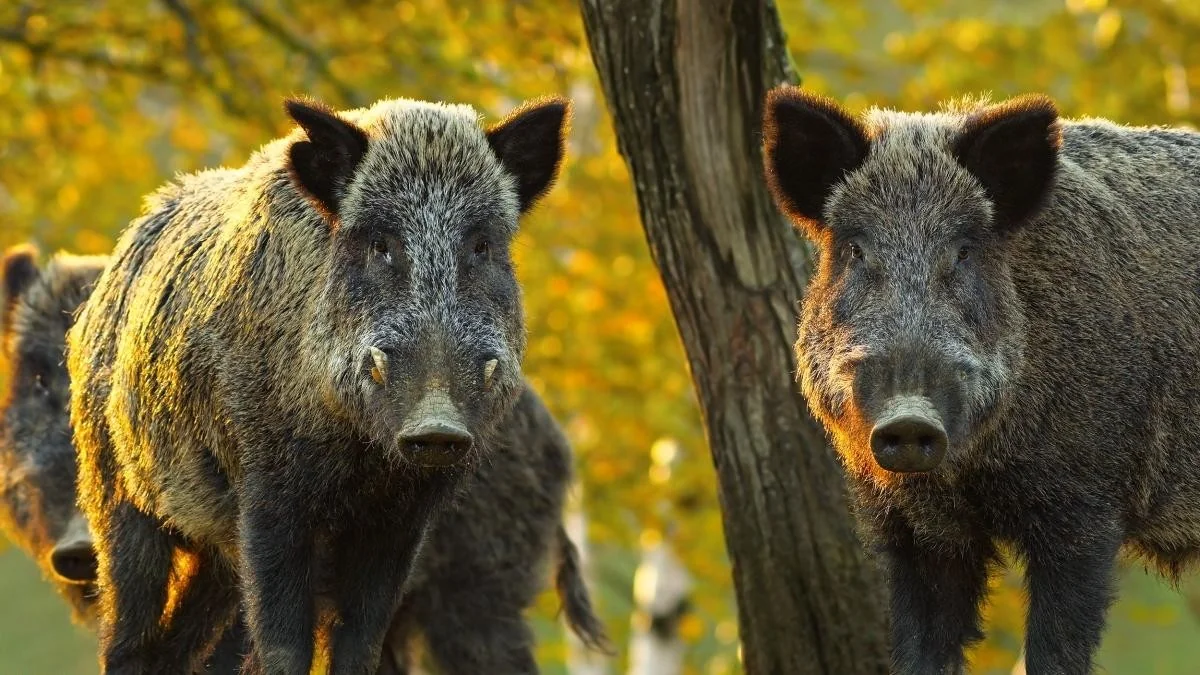 TAR do Lácio barra plano faunístico do governo: fim da autorização para mortes indiscriminadas