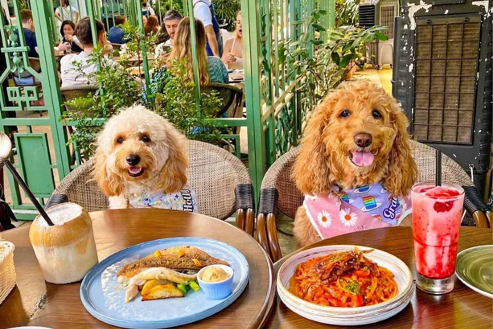 Os Melhores Cafés e Restaurantes Pet-Friendly na Itália