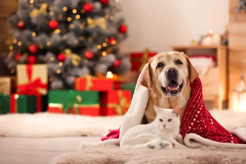 10 Ideias Criativas de Presentes de Natal para Toda a Família (Sim, até para os Pets!)