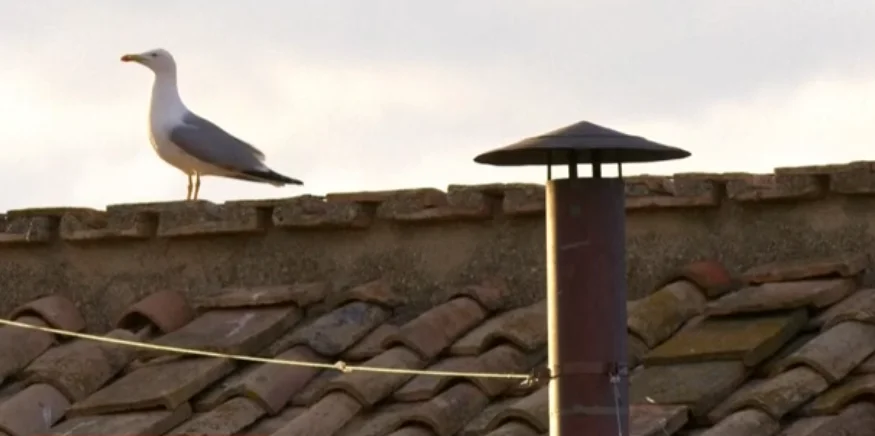 Em Meio ao Mistério do Conclave, Gaivota Pousa na Chaminé do Vaticano