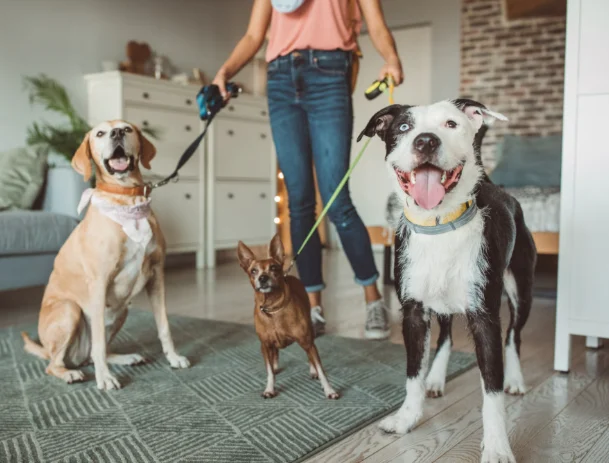 Animais em Condomínio: Regras, Limites e Responsabilidades do Dono