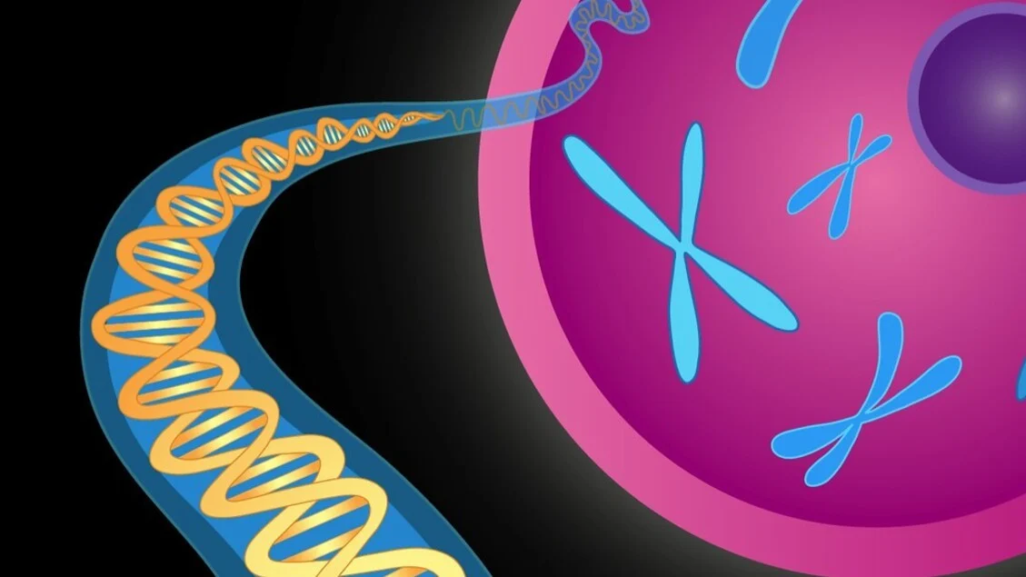 Mapa 4D revela que o DNA humano se dobra até 140.000 vezes dentro das células