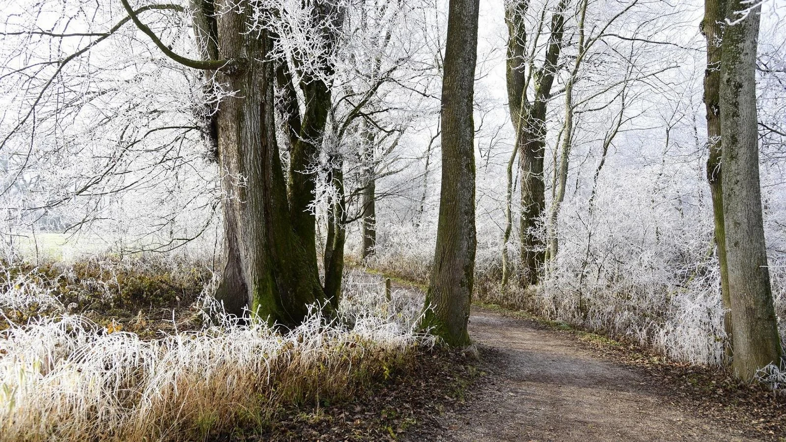 Solstício de Inverno: 21 de dezembro marca o dia mais curto do ano e o início do inverno astronômico