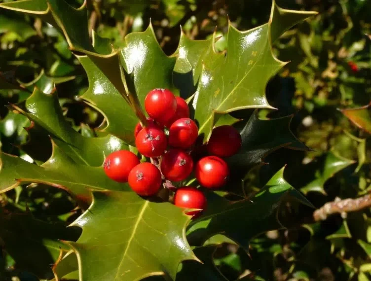 Reproduzido da internet pela La Via Italia