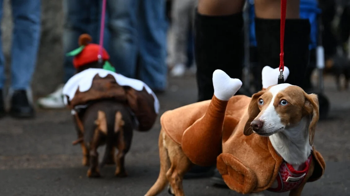10 milhões de famílias têm cão ou gato em casa, indica Istat (2024)