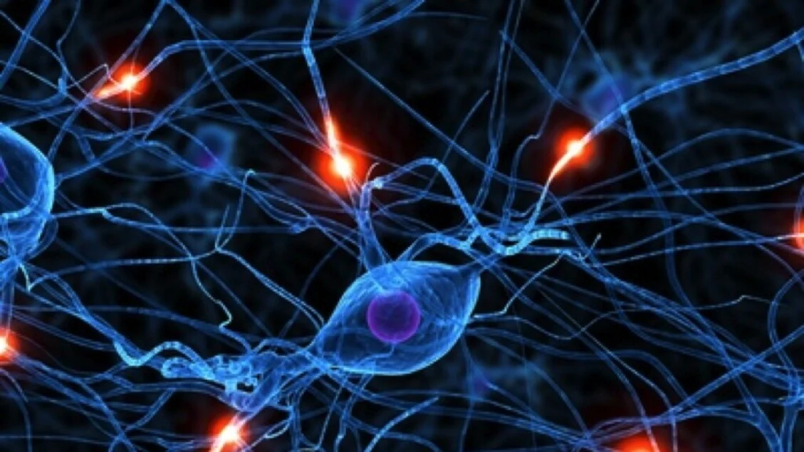 Cientistas observam em ação os interruttores moleculares que regulam as conexões entre neurônios