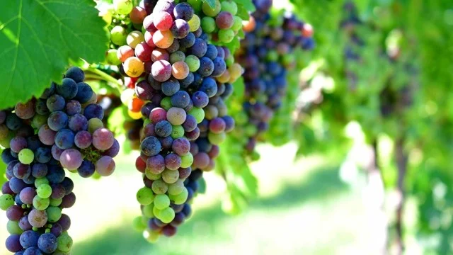 Crédito: Citynews Cibotoday Stgy Ovh