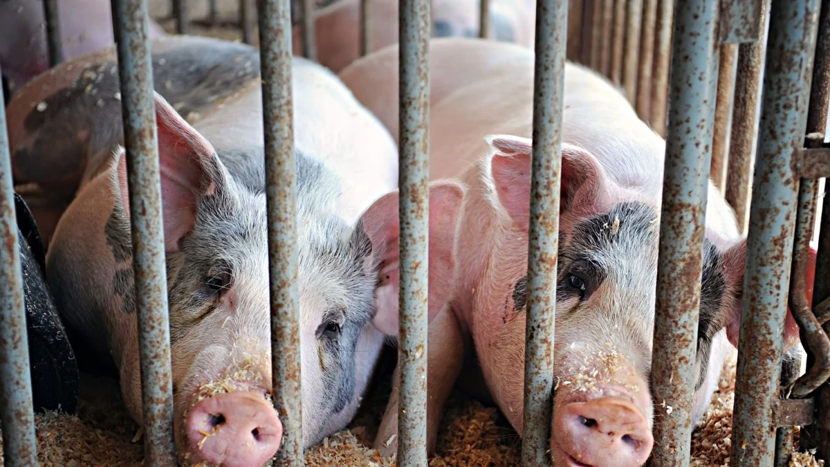 Senado aprova fundo para apoiar transição e acabar com as gaiolas na criação animal