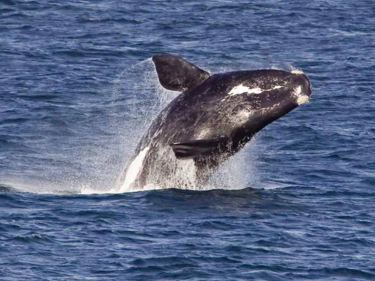 Aumento de filhotes de balena franca nos EUA traz esperança — mas risco de extinção persiste