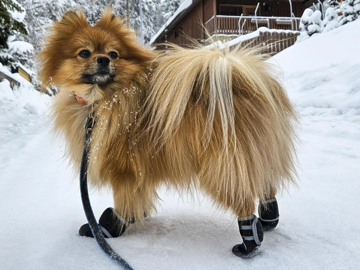 Como proteger seu cão no grande frio: Cuidados contra o frio, o gelo e os líquidos anticongelantes