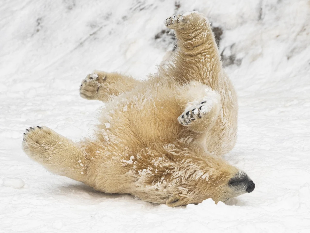 Urso polar brinca na neve em zoológico: imagem serena e alerta sobre a perda de habitat