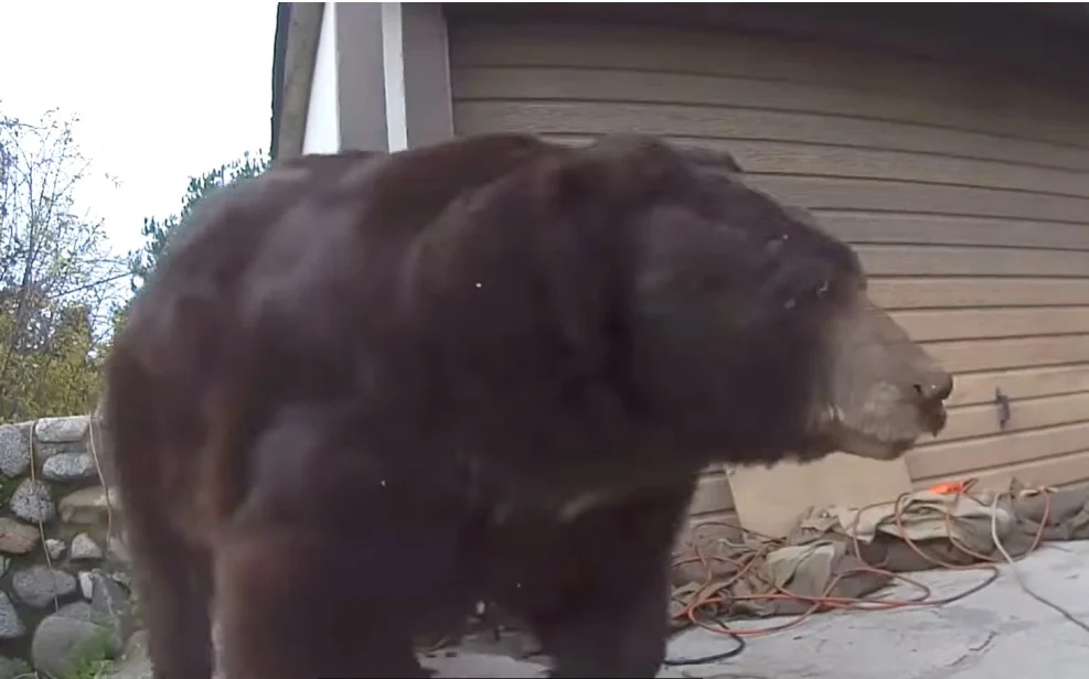 Quasi due mesi con l'orso in cantina, poi la liberazione. La storia di Ken e del suo ospite indesiderato — corriere.it