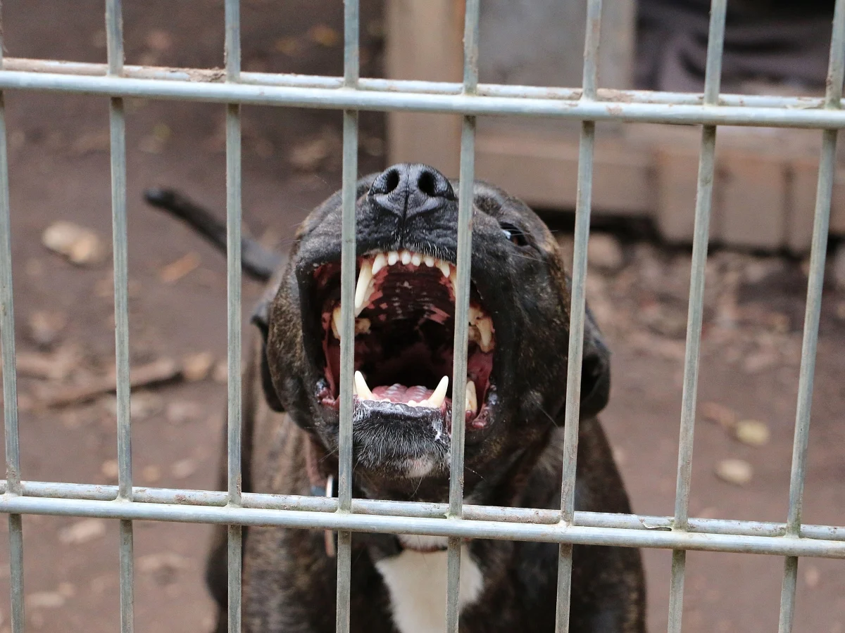 Cães agressivos: a inércia da política e a urgência de regras claras
