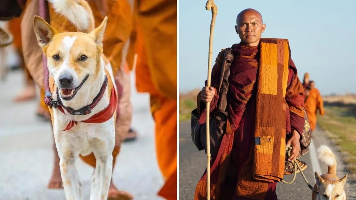 Aloka, o cão peregrino que caminha com monges pela paz nos EUA