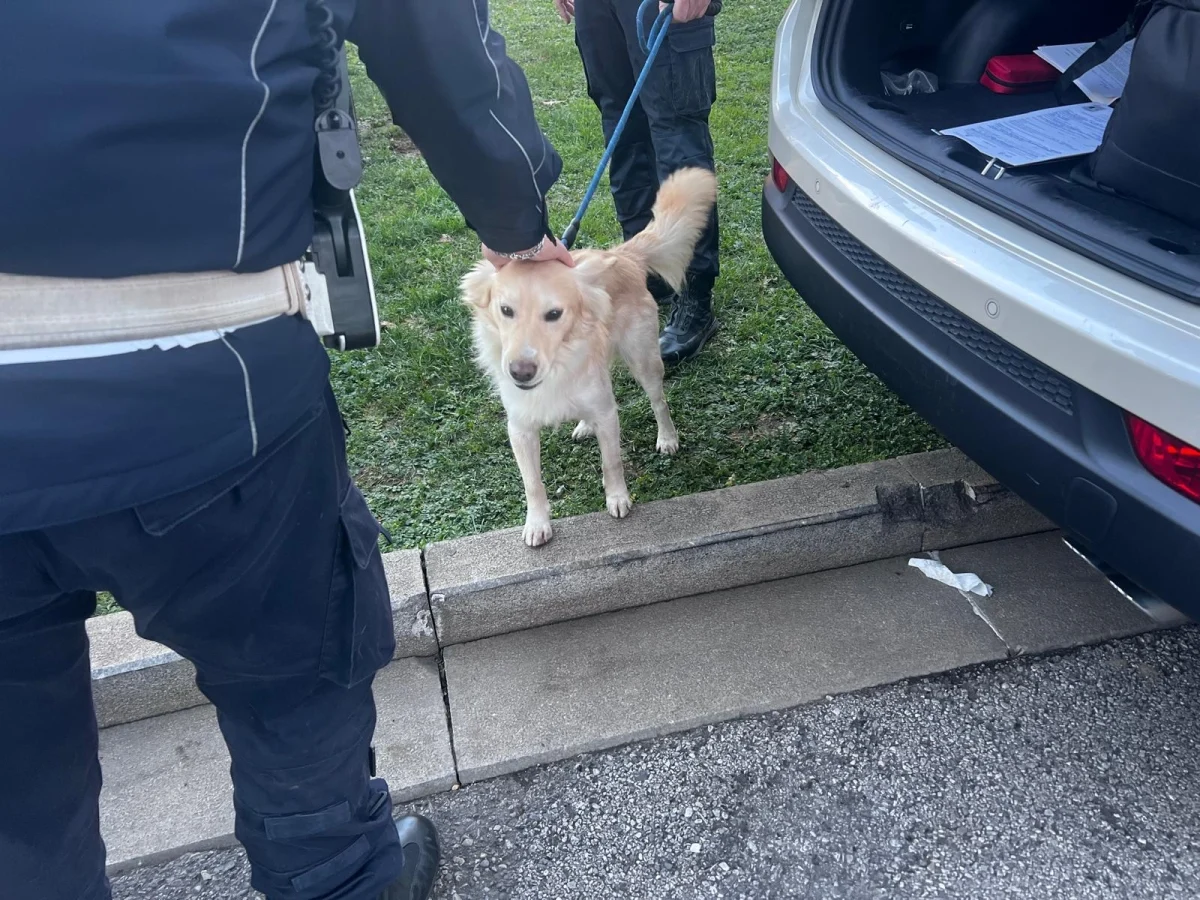 Milão: dois cães resgatados de exploração em mendicância na região de Porta Garibaldi