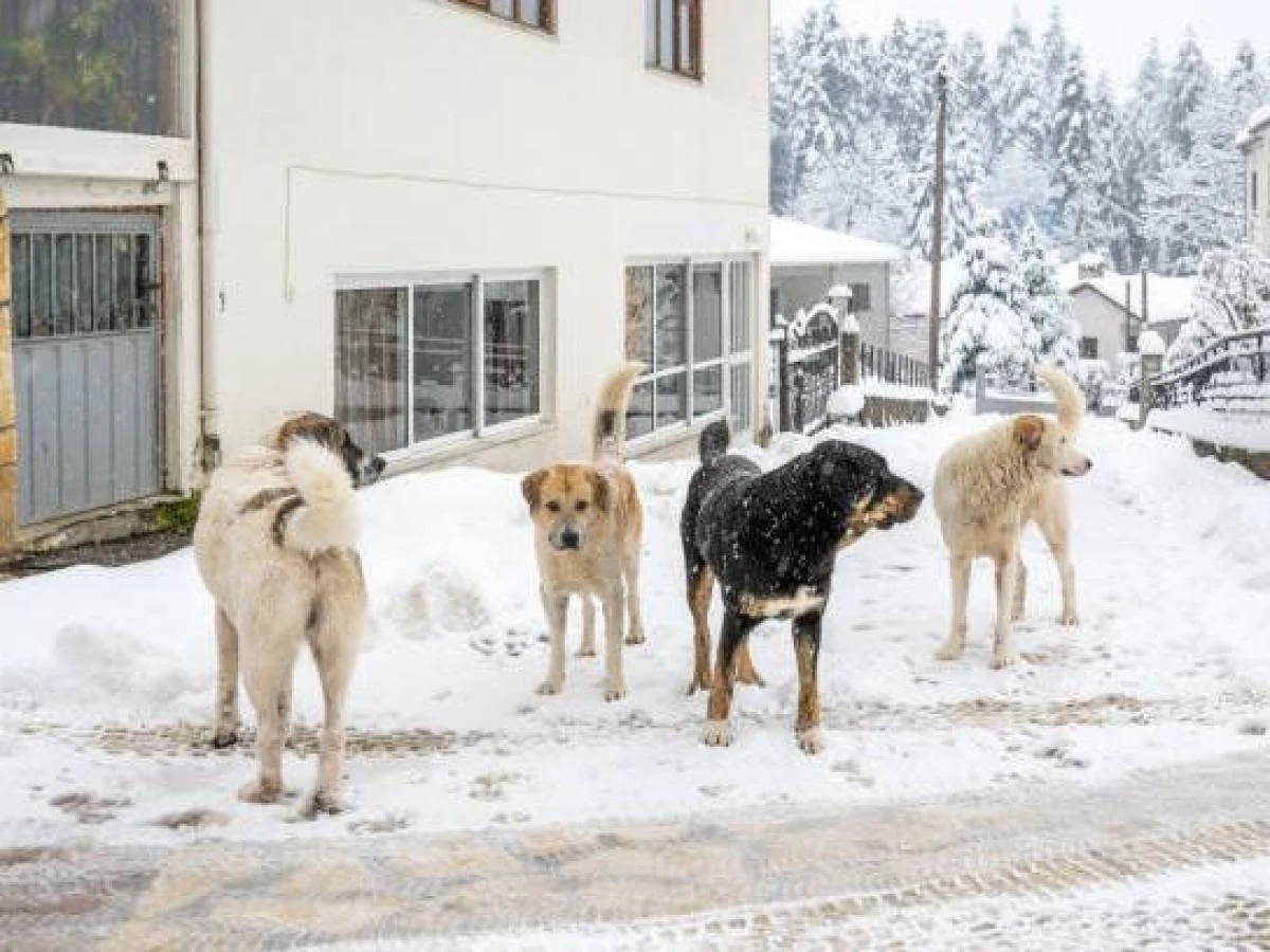 Invasão de cães randágios no Ladakh: como os cães estão ameaçando ecossistemas e pessoas