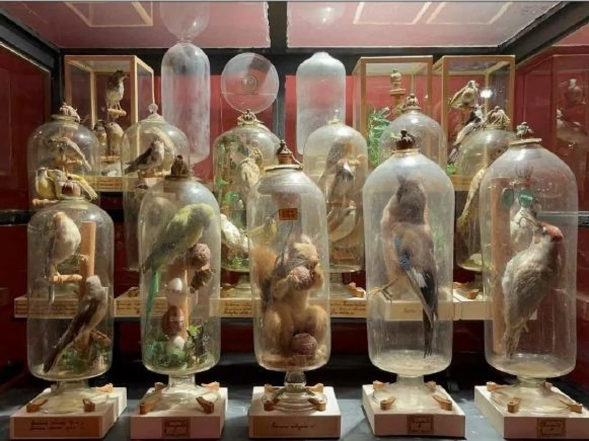 Mistério desvendado: como Padre Forcault colocou aves e um esquilo dentro de ampolas de vidro no século XVIII