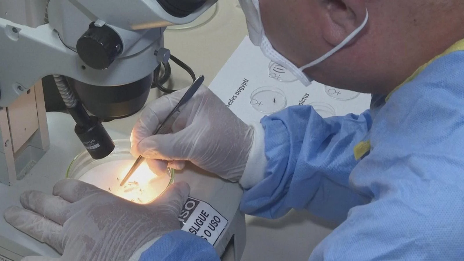 Spallanzani traduz e atualiza em italiano as diretrizes da OMS sobre dengue