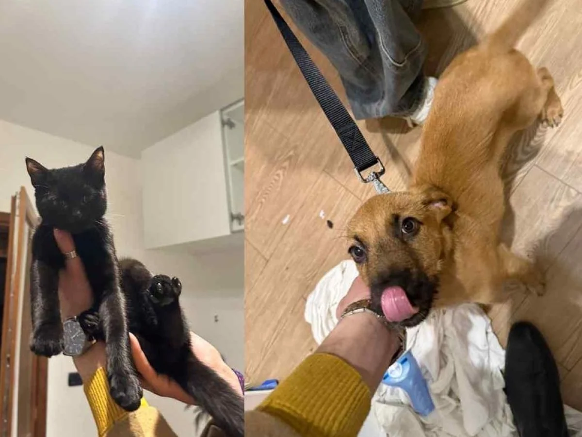 B&B em Reggio Calabria: hóspede some e abandona dois gatos e um cão; Enpa assume resgate