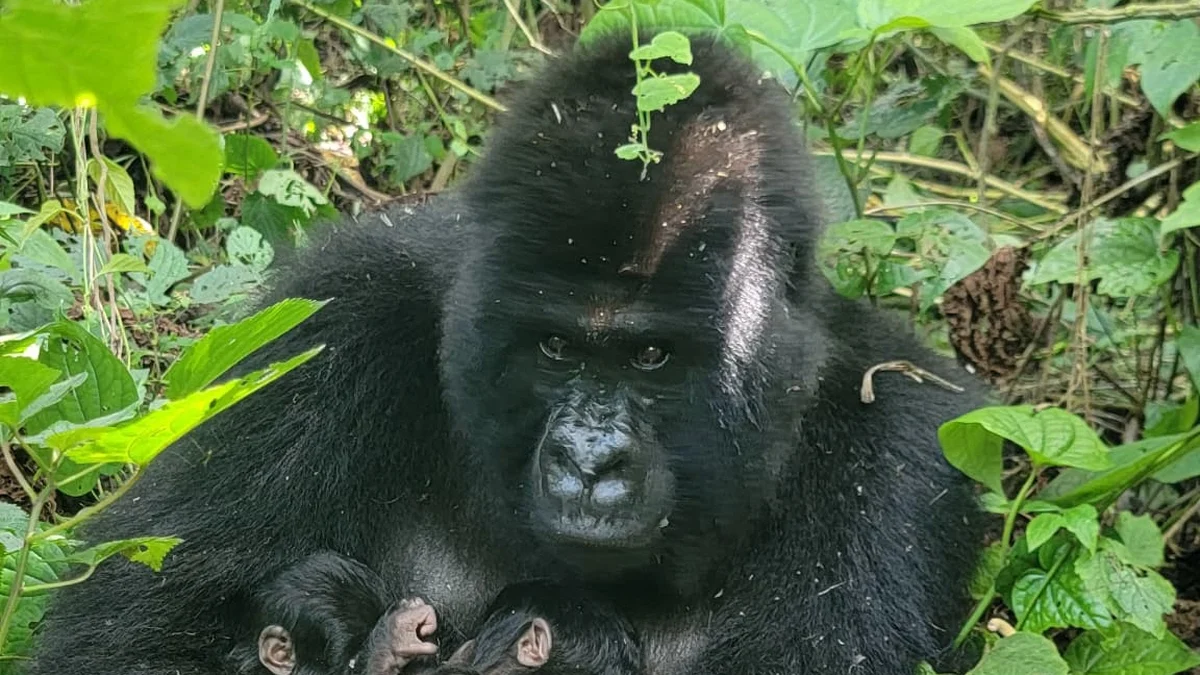 Gêmeos de gorila de montanha nascem no Parque dos Virunga: um raio de esperança para a espécie