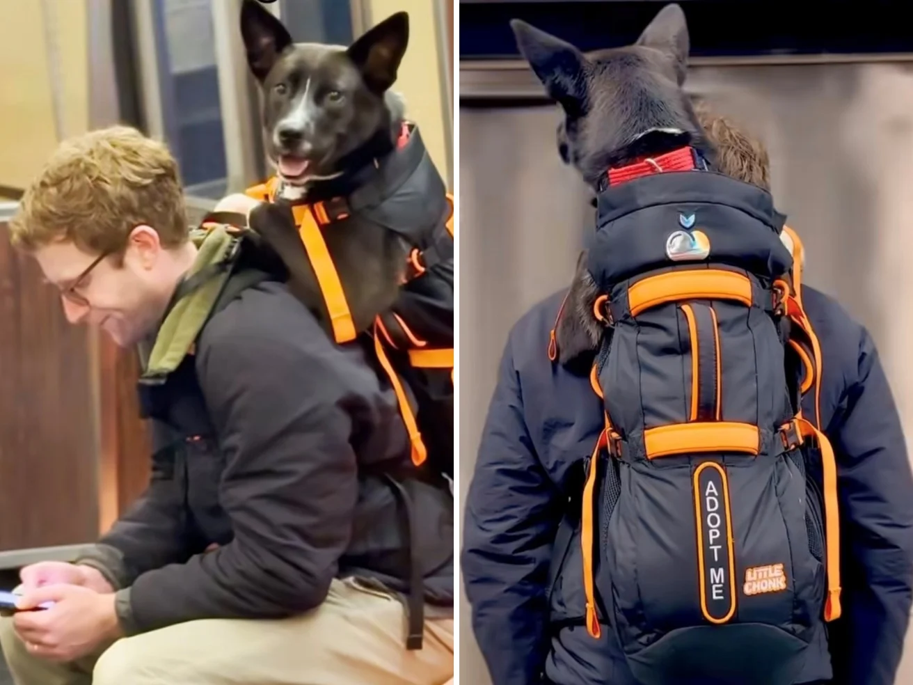 Brian che porta in spalla in metrò i cani dei rifugi per farli adottare. E di solito ci riesce — corriere.it