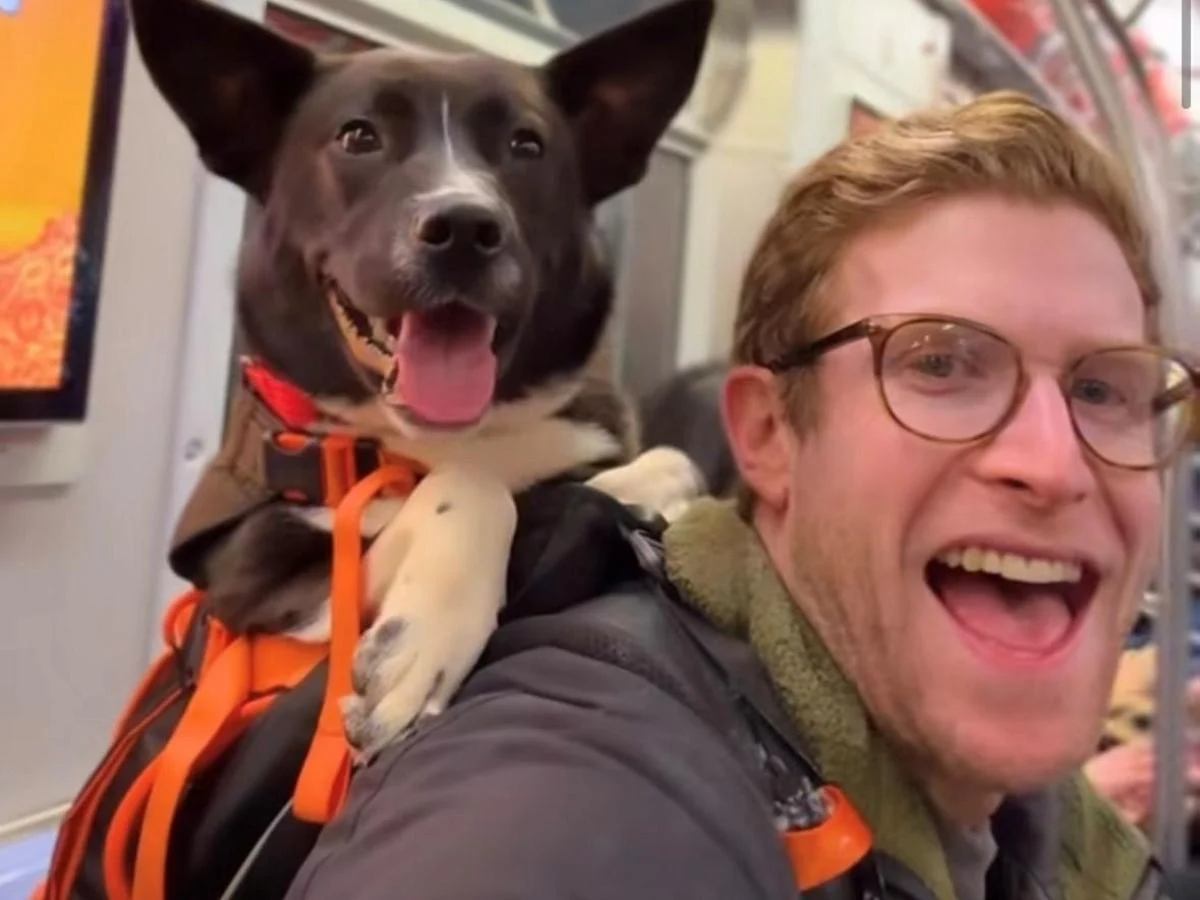 Bryan Reisberg leva cães de abrigo no metrô de Nova York para acelerar adoções