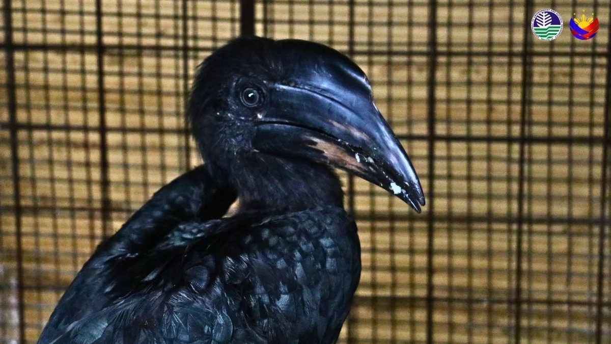 Operários salvam exemplar do raríssimo bucero das Sulu nas Filipinas: um alerta para conservação