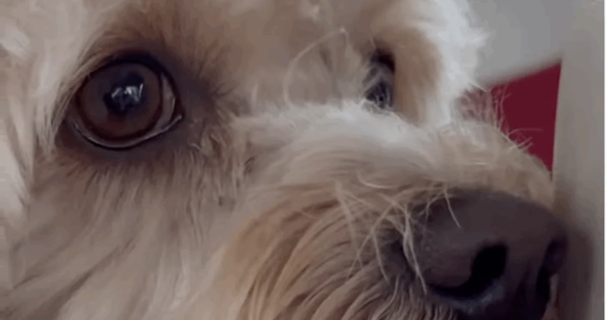 Chico, o maltipoo que será o primeiro portador de tocha a quatro patas nas Olimpíadas Milano‑Cortina 2026