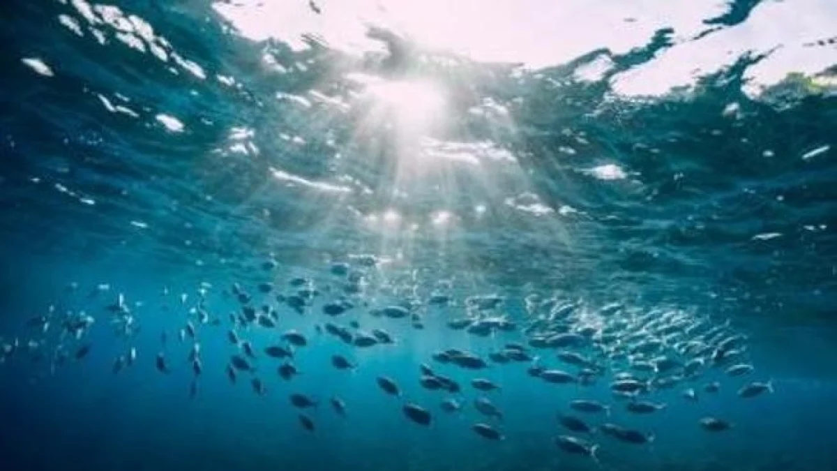 Tratado do Alto Mar entra em vigor: avanço para a proteção dos oceanos, mas Itália ainda não ratificou