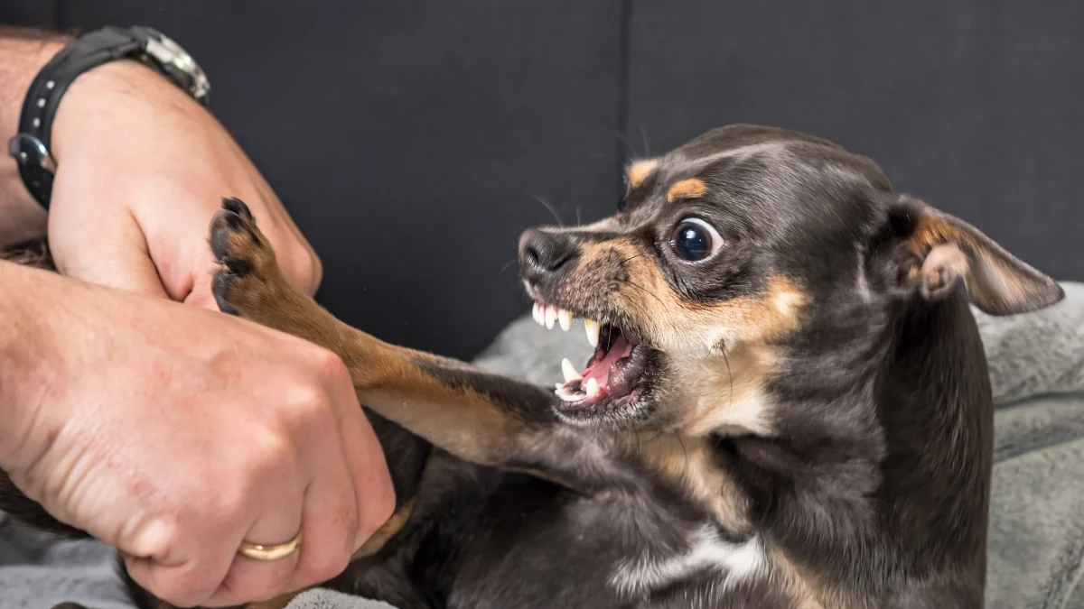 Agressividade em cães: sinais que os tutores não podem ignorar e como prevenir