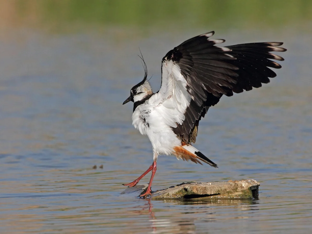 Migrações antecipadas: mudanças climáticas deixam milhões de aves vulneráveis à caça na Itália e Grécia