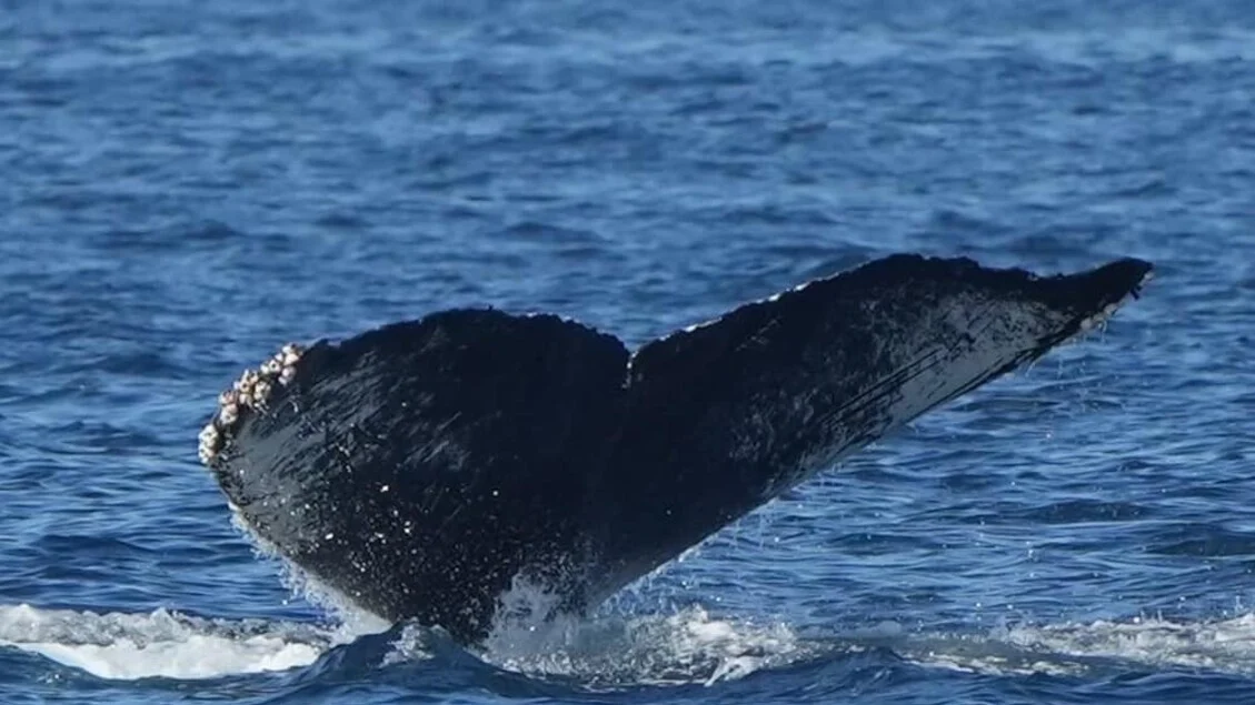 Um ano na Califórnia: uma experiência por mês, do golfe às baleias