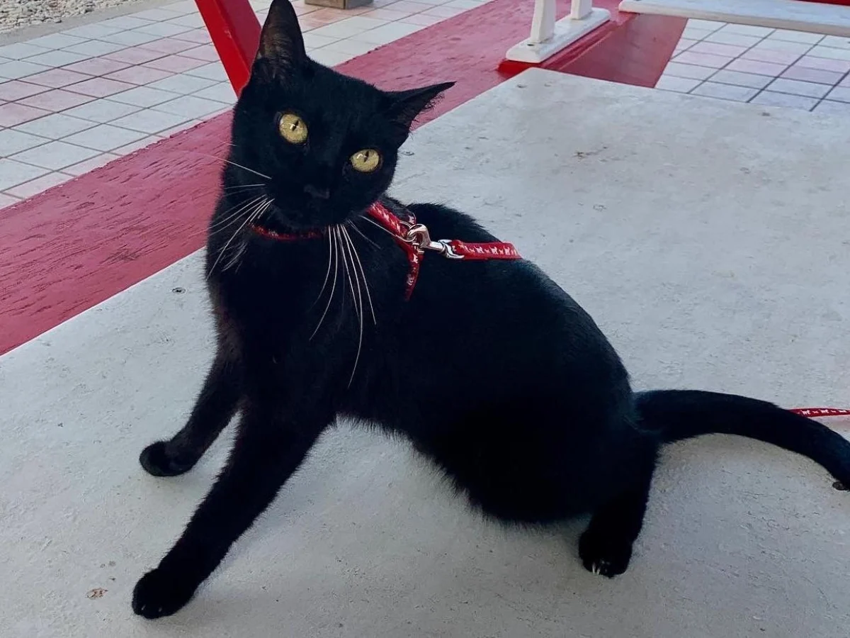 Prêmio Milo 2026: “Ivar, o gatinho que dança com a mente” e o novo capítulo sobre a beleza da diversidade