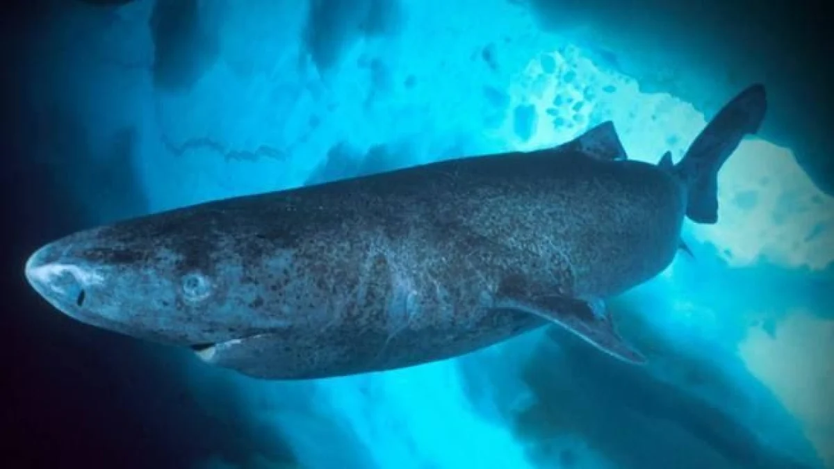 Tubarões da Groenlândia: vertebrados de 400 anos, genes que protegem a visão e novo risco de exploração