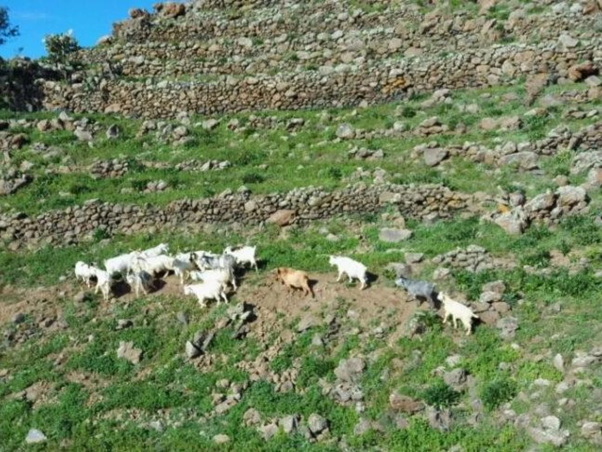 Ilhas Eólias: novo contrato para captura e transporte de cabras selvagens preserva vida e patrimônio