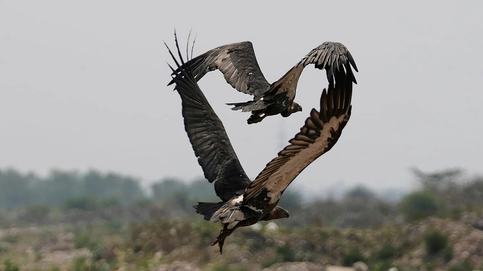 As melhores fotografias de vida selvagem de 2025: luz sobre ciclos e transformação
