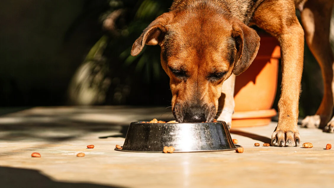 Ministério alerta para aflatoxinas em croquetes Radames vendidos na Eurospin: saiba o que fazer