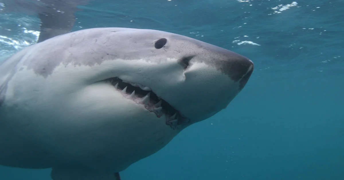 Adolescente de 13 anos atacado por tubarão em Sydney: ferido nas pernas e em estado grave