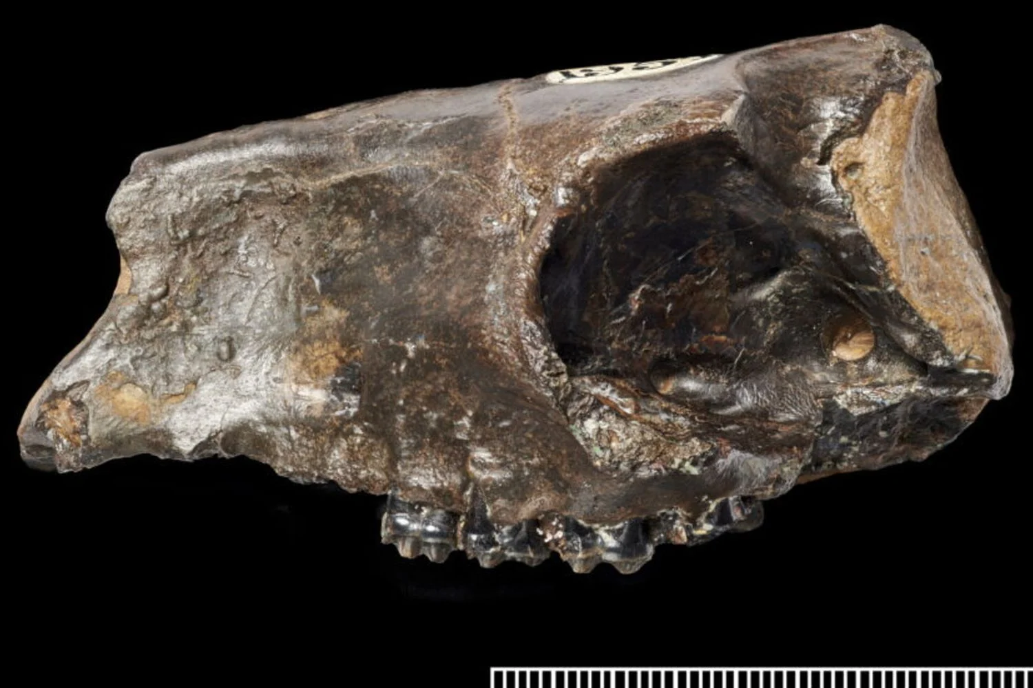 Origem dos cavalos reescrita: Hyracotherium não estaria na linhagem direta