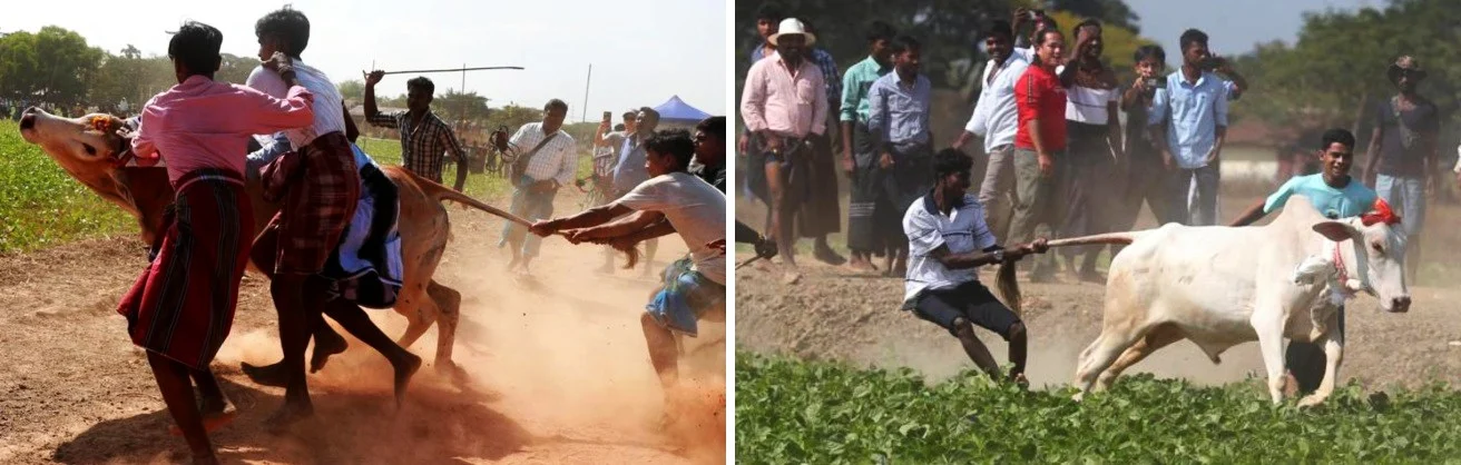 C'è una corrida che uccide più di quella spagnola. Sfidare la morte con il «jallikattu», il corpo a corpo con il toro — corriere.it
