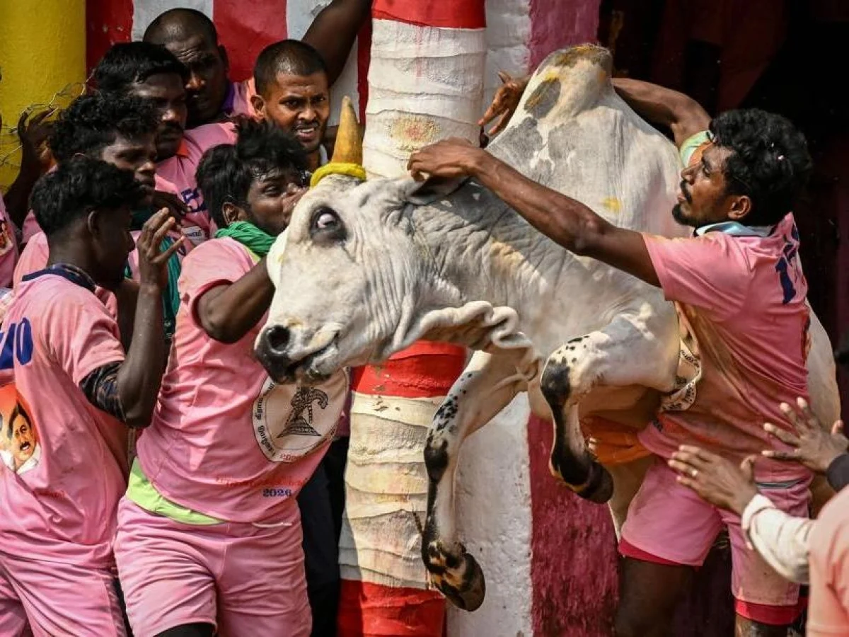 Jallikattu: a corrida indiana em que homens e touros desafiam a morte