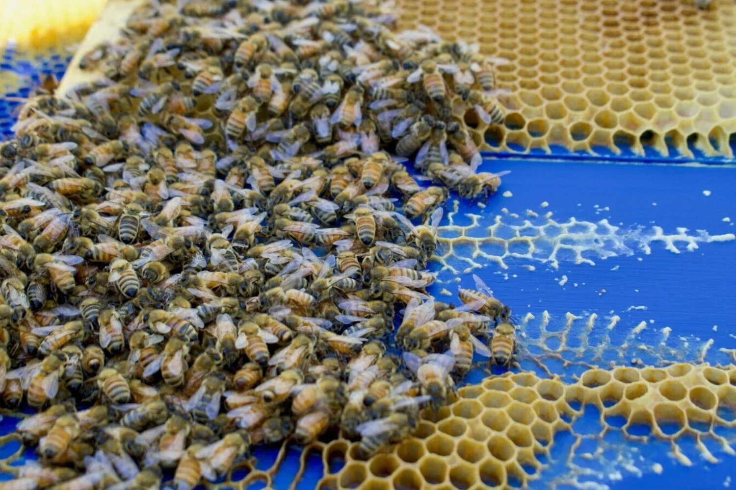 Estudo revela como gene determina o sexo de formigas, abelhas e vespas ao longo de milhões de anos