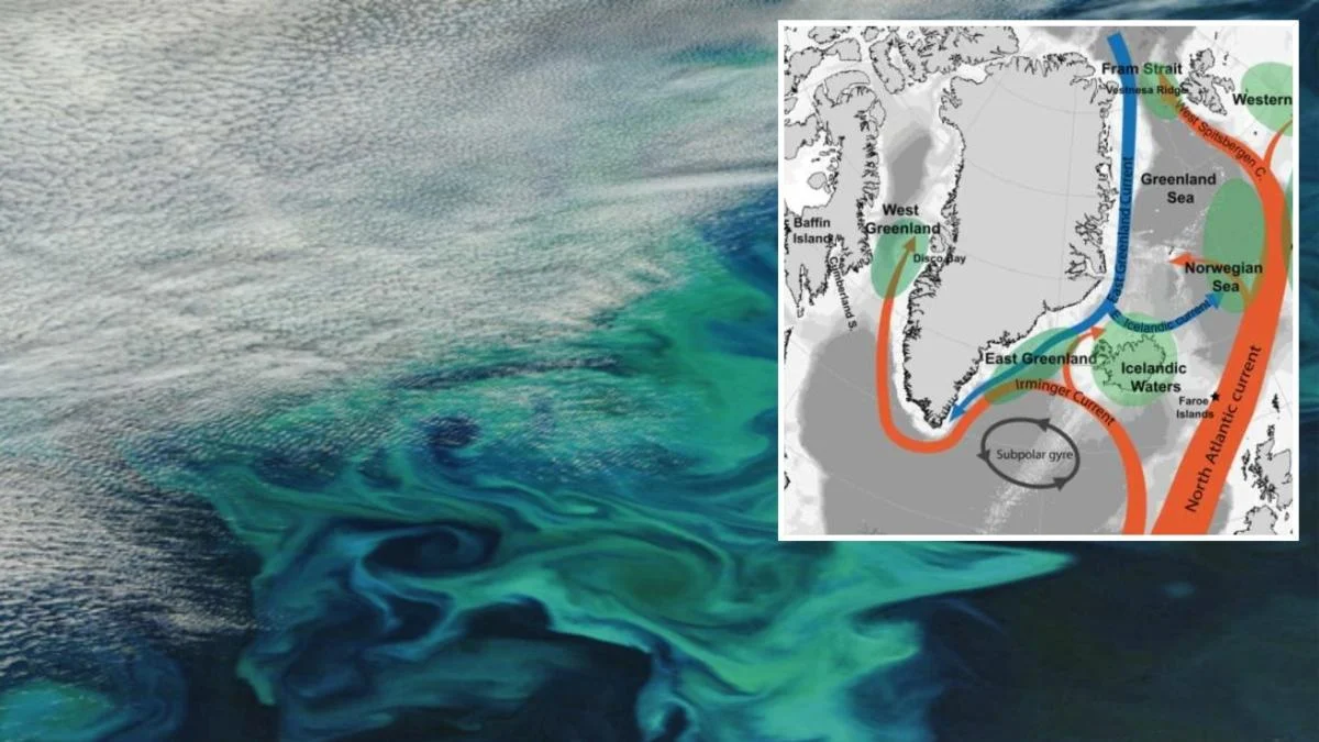Como a onda de calor de 2003 transformou os ecossistemas do Atlântico Norte