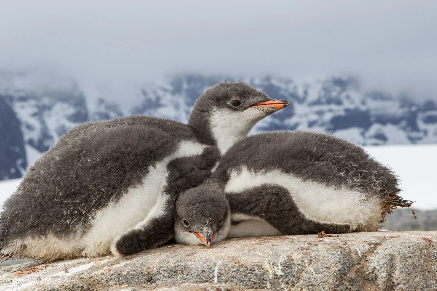Aquecimento na Antártica antecipa temporada reprodutiva dos pinguins, revela estudo